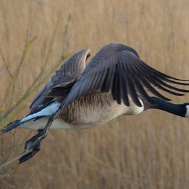 Grote Canadese gans van Anton Kloof