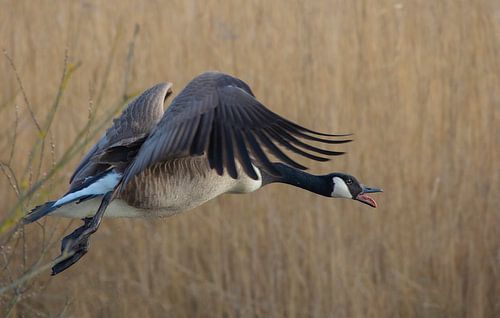 Canada Goose sur Anton Kloof