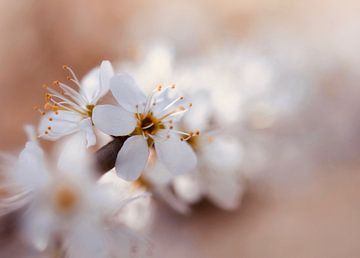 Fleur blanche sur Anam Nàdar