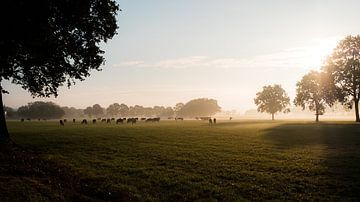 Kühe auf der Wiese im frühen Morgenlicht