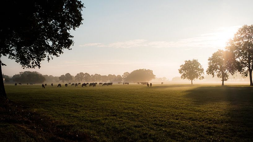 koeien in de wei in het vroege ochtendlicht van FHoo.385
