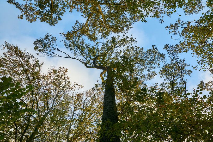 Tree tops in autumn by Ad Jekel