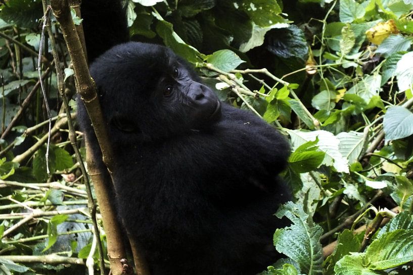 gorilla par marjolein veldman