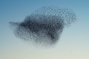 Schwarm von Staren (Sturnus vulgaris)