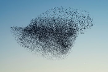 Zwerm spreeuwen (Sturnus vulgaris)