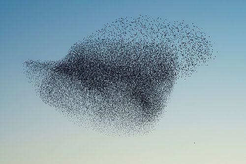 Zwerm spreeuwen (Sturnus vulgaris)
