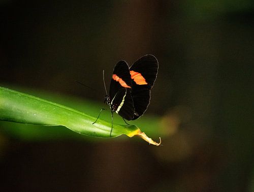Heliconius erato, Schmetterling auf Blatt