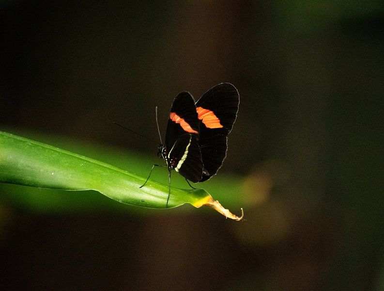Heliconius erato, Schmetterling auf Blatt von Elize Fotografie