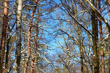 Winter indruk van Thomas Jäger