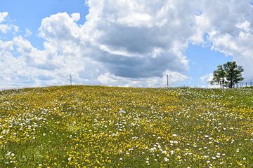 Een veld in bloei onder een zomerse hemel van Claude Laprise