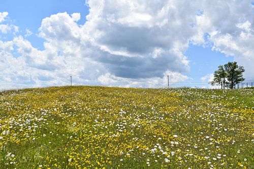 Ein blühendes Feld unter einem Sommerhimmel