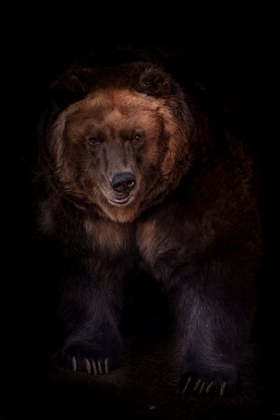 Ein mächtiger, riesiger Braunbär schaut Sie aus der Dunkelheit der Nacht an, ein riesiges Tier auf s von Michael Semenov
