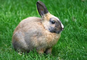 Lapin