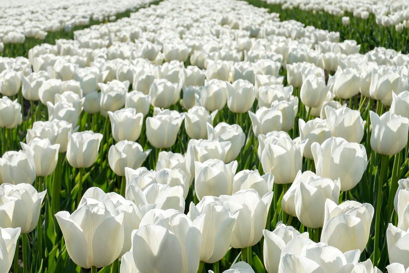 Tulipfield with white tulips. by Albert Beukhof