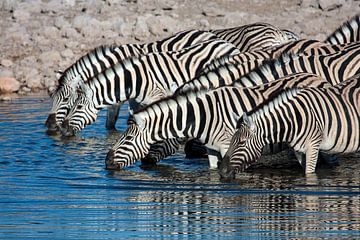 Zebras am Wasserloch in Namibia von Roland Brack