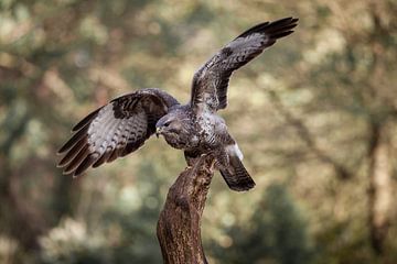 Bussard mit Landung von Björn van den Berg