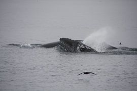 Bultrug met jong van Dominique Vernooij