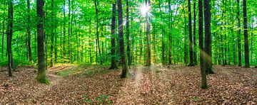 Panorama-uitzicht op groen bos met weelderig gebladerte en zonnestralen van Alex Winter