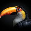 Vibrant Toucan portrait by Beeld Creaties Ed Steenhoek | Photography and Artificial Images