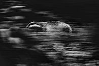 Running Badger by jowan iven thumbnail