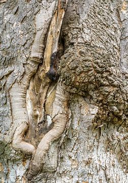 Stam van een knoestige oude boom