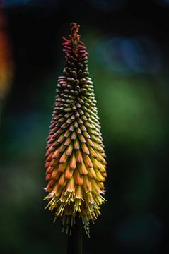 Blumen Teil 329 von Tania Perneel