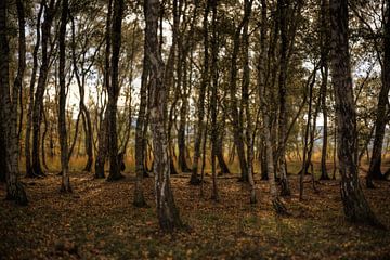 Im Wald von Malte Pott