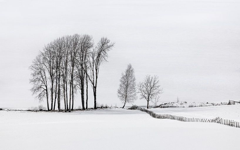 Trees in white winter world, Norway by Adelheid Smitt