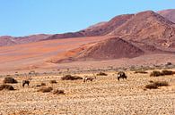 Gemsbokken Namibwoestijn van Inge Hogenbijl thumbnail