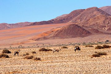 Gemsbokken Namibwoestijn van Inge Hogenbijl