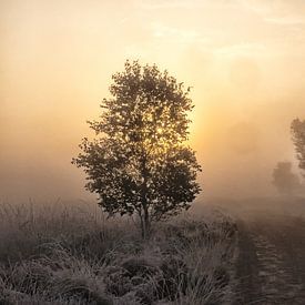 Goldenes Morgen von Maarten Kooij