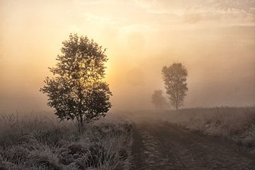 Goldenes Morgen von Maarten Kooij