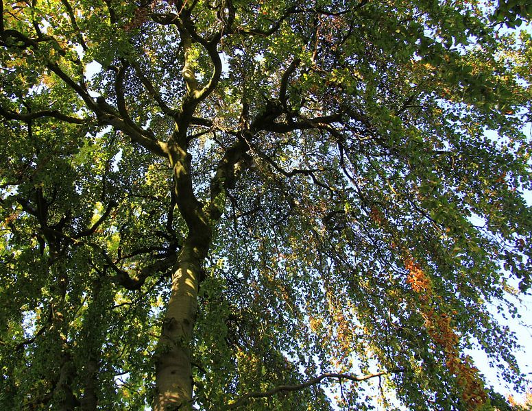 Bladerdak van Jose Lok