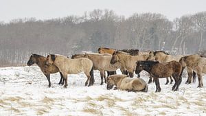 Konikpaarden van Dirk van Egmond