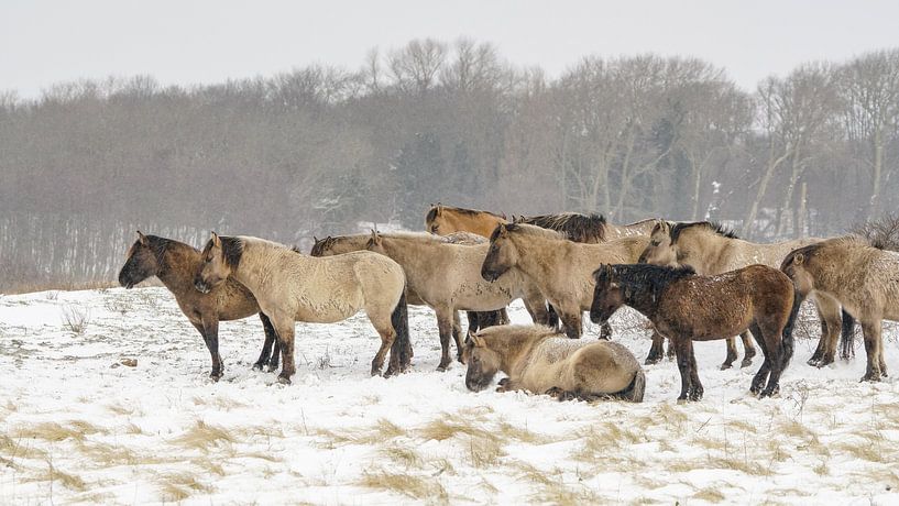 Konik horses by Dirk van Egmond