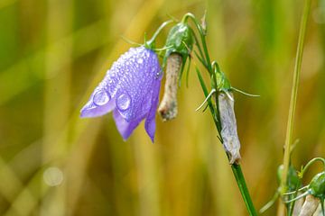 Ronde klokjesbloem (Campanula rotundifolia) van Animaflora PicsStock