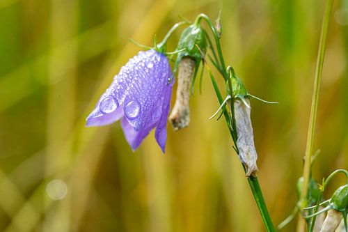 Ronde klokjesbloem (Campanula rotundifolia)