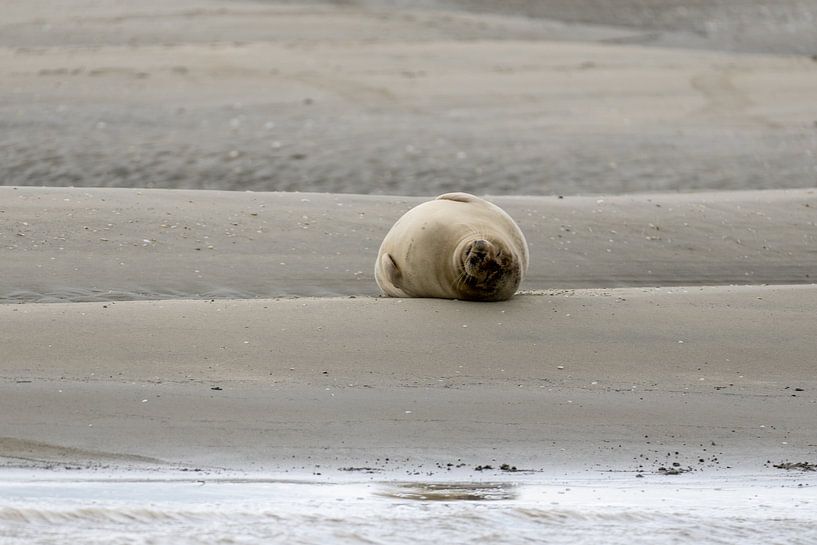 Seals by Maaike Krimpenfort