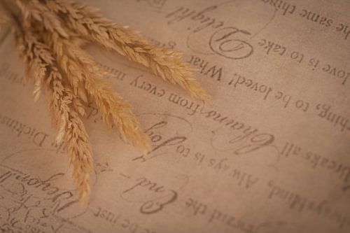 Minimalistisches Foto einer getrockneten Blume(n)