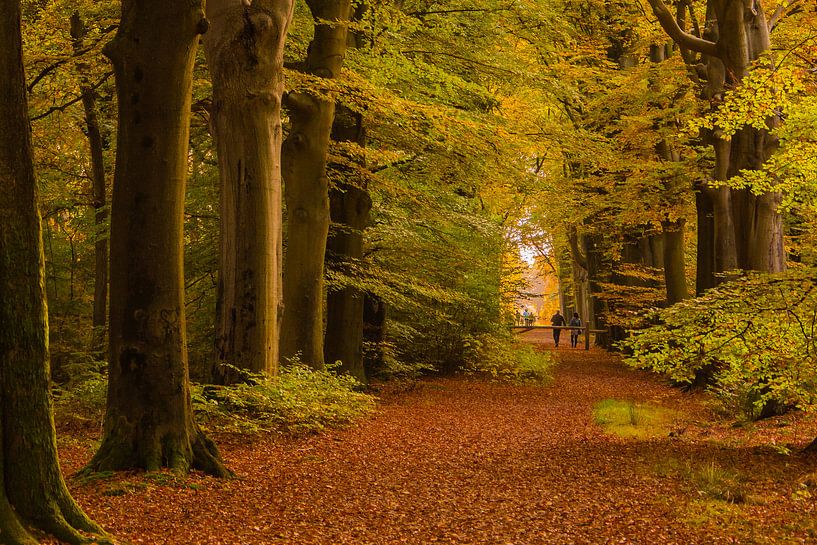 Herfst in de bossen van Hans Stuurman