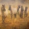 troupeau de chevaux koniks sur eric van der eijk