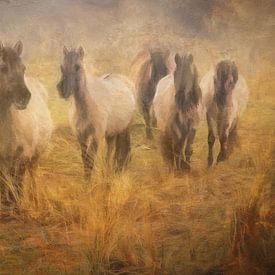 troupeau de chevaux koniks sur eric van der eijk