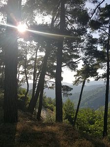 Bos bij late zon in Griekenland von Desiree Barents