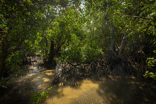 Mangrovenpark auf der Insel Boracay, Philippinen