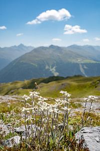 Edelweiß mit Blick auf Davos und die Schweizer Alpen
