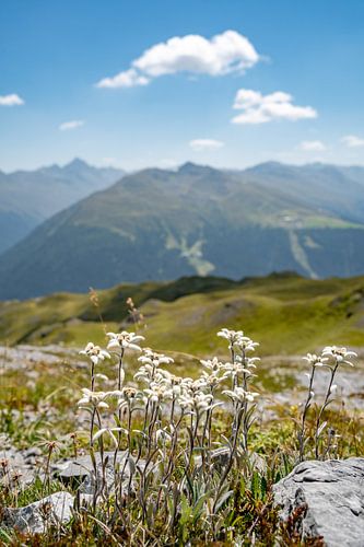 Edelweiss met uitzicht op Davos en de Zwitserse Alpen