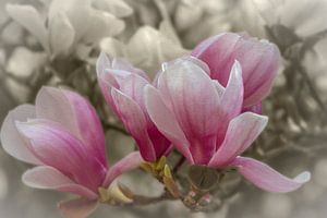 Magnolienblüten