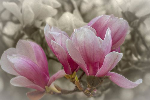 Magnolienblüten