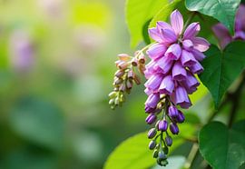 Nahaufnahme eines Blütenstands von *Hardenbergia violacea* von Markus Gann