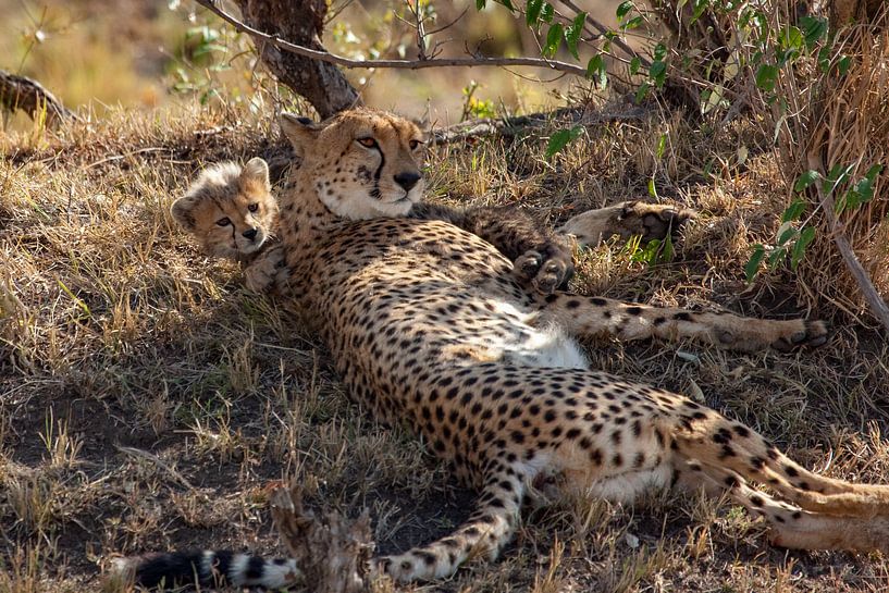 Relax by Peter Michel